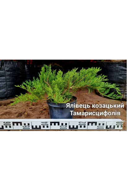 Можжевельник казацкий Тамарисцифолия - 3л/вис.15-25см/Ø40-60см